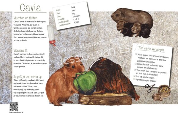 Informatiebord Cavia