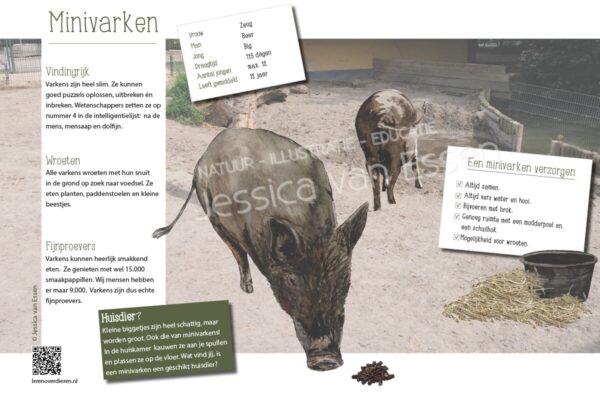 Informatiebord Minivarken