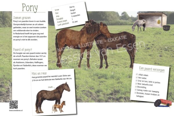 Informatiebord Pony