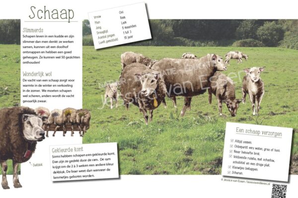 Informatiebord Schaap